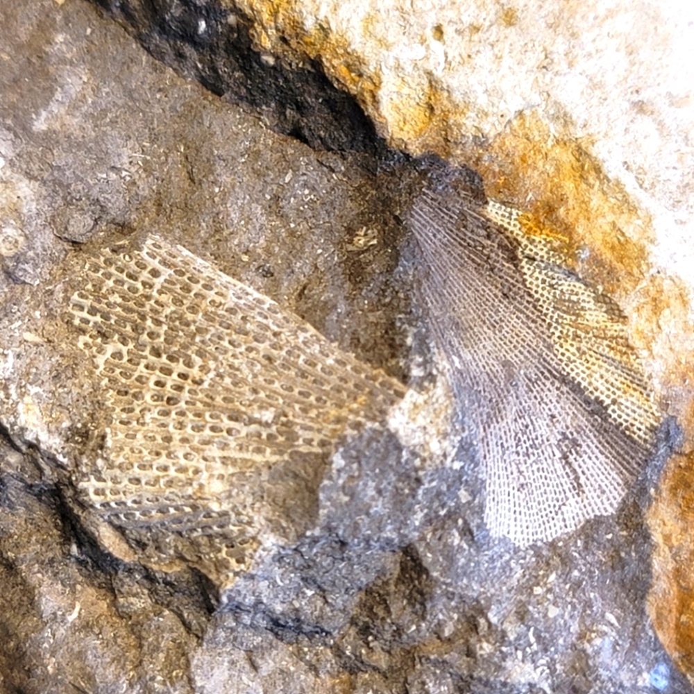 Authentic Ancient Fenestella Bryozoan Fossil Specimen